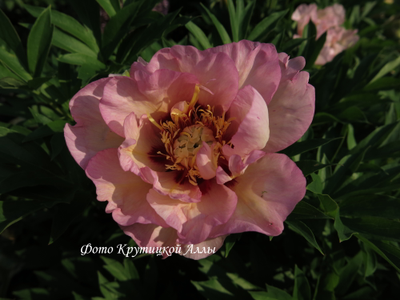 Пион Pastel Splendour (Пастель Сплендор)