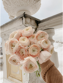 Ранункулюсы