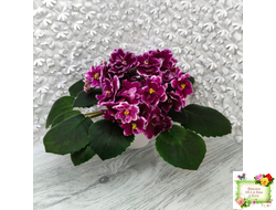 АВ-Последняя Любовь Самурая (Фиалковод) 2021 г.