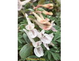 Corydalis solida "Cristmas Day"