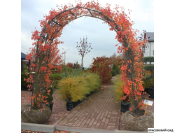 Арка из Ирги канадской - Amelanchier canadensis