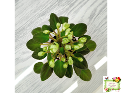 ML-Крыжовник (Miniviolets Lux) 2024 г. (детка)