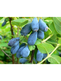 Жимолость "Дуэт"