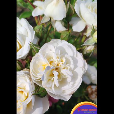 Лаитоз (Laitoz) (Белый Леонардо Да Винчи)