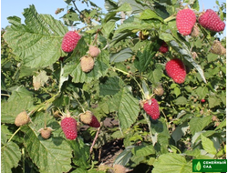 Малина рем.* "Самохвал"