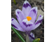 Crocus heuffelianus 'Maras Diena'