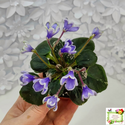 Н-Лесной Родник (Н. Бердникова) 2015 (детка-стартер)