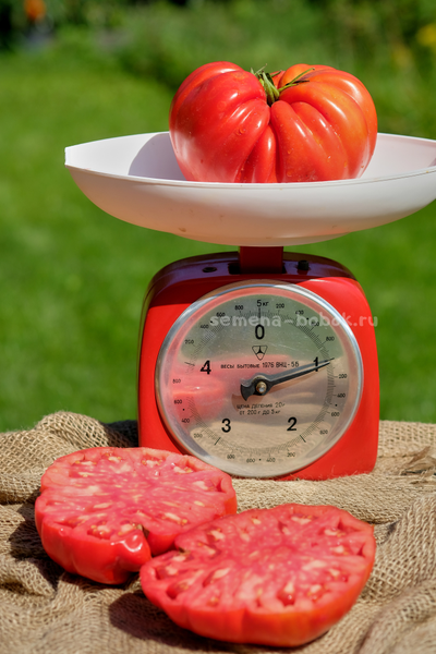 Томат Гигант Фарина, 10 шт