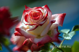 Роза беби фарах