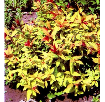 Спирея японская Firelight