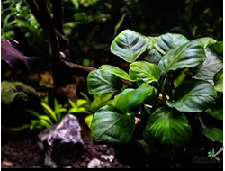 Анубиас Бартери круглолистный (Golden Coin) (пластиковый горшок)