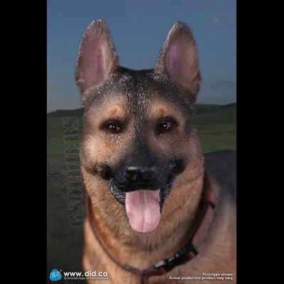 Немецкая овчарка (Служебная собака) - Коллекционная ФИГУРКА 1/6 scale German Shepherd (AS003) - DID