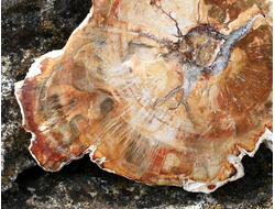 Дерево окаменелое