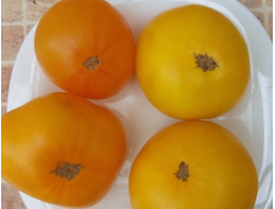 Томат Гном Золотой цыган, (Dwarf Golden Gypsy, Голден Джипси)