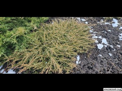 Можжевельник обыкновенный Грин Карпет - Green Carpet