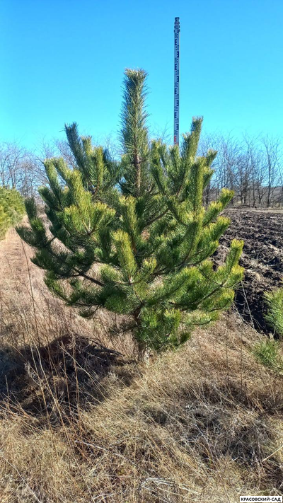 Сосна крымская черная Pínus Pallasiana - фото летом - красовский-сад.рф