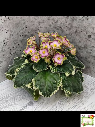 НД-Вербена (Н. Данилова-Суворова) 2021 г.