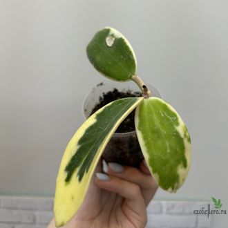 27/07/2025 Hoya Verticillata Alba