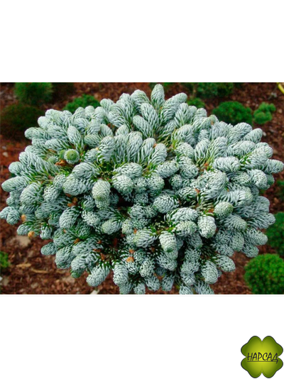 ПИХТА "КОГОУТС АЙСБРЕКЕН". Невероятная по красоте хвоя!