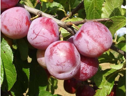 Ренклод Курсакова (слива)