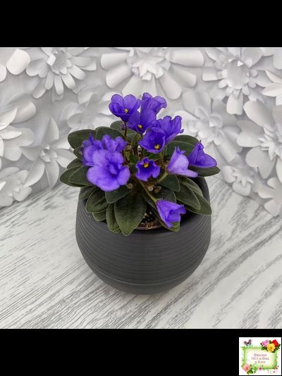 Rob's Twinkle Blue (R.Robinson)