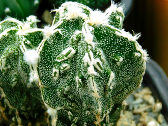 Astrophytum  (MY x ASRF) x MY HAKUJO FUKURYU RAMPO  (D=30-35 mm) 4