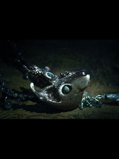 Волшебное колье-оберег &quot;Всеокий Оракул Снов&quot; (натуральные александриты, флюориты)