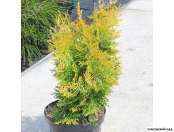 Туя западная Янтарь - Jantar