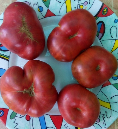 Томат Sandburg GVR