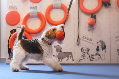 Doglike Мяч С ЛЕНТОЙ большой (Оранжевый)