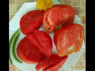 Томат Польская слива тети Сварло (Aunt Swarlo's Polish Plum)