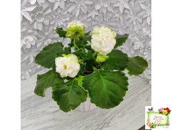 ЕК-Изумрудные Розы (Е.Коршунова) 2018 г.