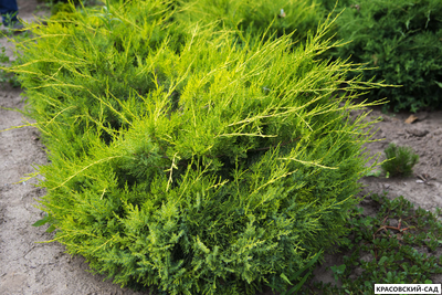Можжевельник китайский Куривао Голд в питомнике красовский-сад.рф с доставкой по Москве и МО