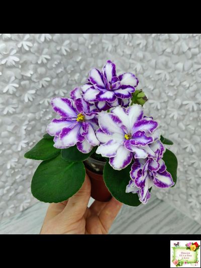 ЮШ-Надюша (И. Волкова) химера