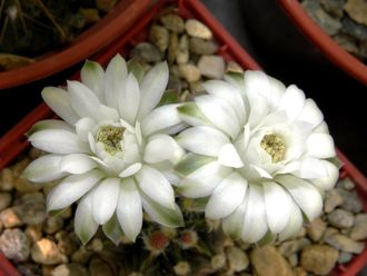 Gymnocalycium friedrichii v.moserianum VoS 014а х friedrichii (hybr) - 5 семян