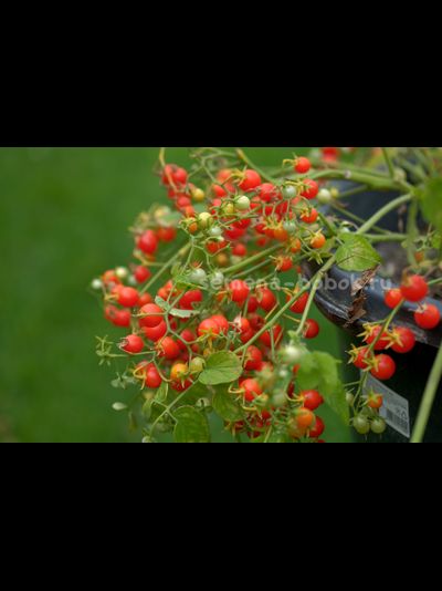 Томат ампельный Сотни и тысячи (100 и 1000), 10 шт.