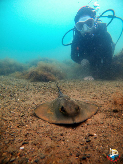 Дайвинг в Алуште