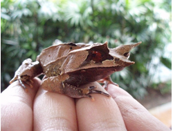 Рогатая чесночница носатая (Megophrys nasuta)