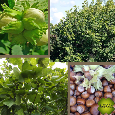 ЛЕЩИНА ОБЫКНОВЕННАЯ (ФУНДУК) ЗЕЛЕНОЛИСТНЫЙ