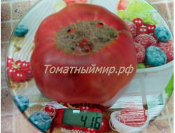 Томат Фиолетовый Чероки (Cherokee Purple, USA)