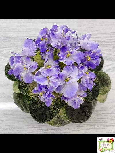 Rob's Wascally Wabbit (R. Robinson) (10983) 05/16/2018