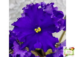 ЛЕ-Демо (Е. Лебецкая) 2014 г.