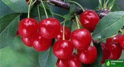 Вишня "Болотовская"