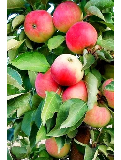 Яблоня колоновидная Васюган