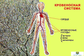 Человек – биологическое существо, слайд-комплект (20 слайдов), начальная школа