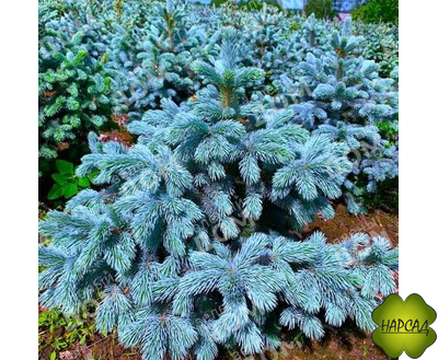 Ель колючая "СУПЕР БЛЮ" (саженец 40-50 см)