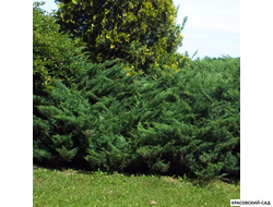Можжевельник Блау Донау - фото в ландшафте - красовский-сад.рф