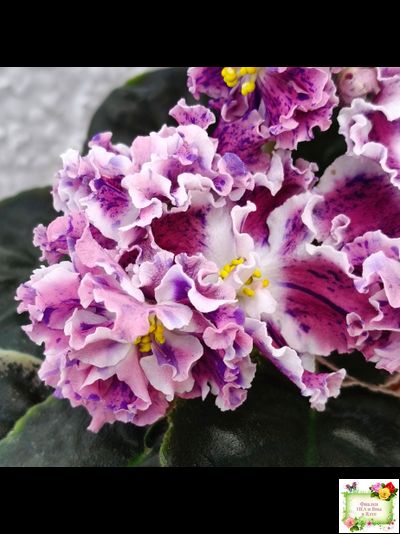 ТФ-Confetti (Т. Фурлетова) 2024 г. (лист с детками посажен 13.07.25)