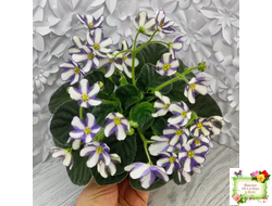 7 Белок (Калгины) химера (стартер сорт)