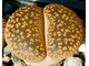 Lithops aucampiae (Kuruman form) C325 (MG) - 10 семян